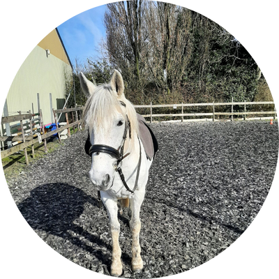 Stal Schouten - Casper