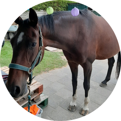 Stal Schouten - Empire