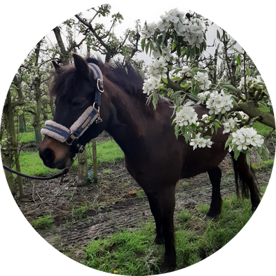 Stal Schouten - Lisa